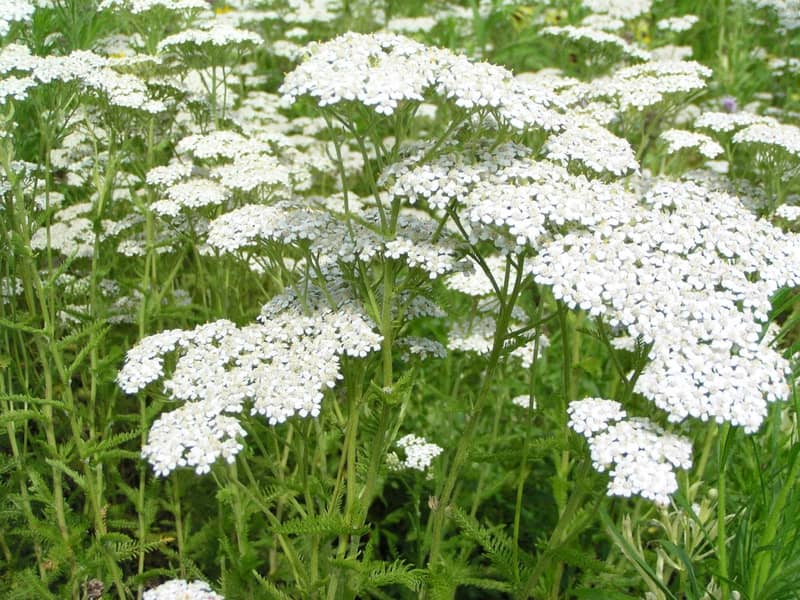 décoction achillée de millefeuilles