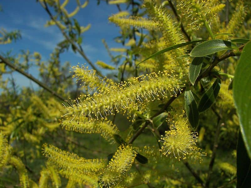 décoction saule ou osier